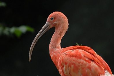 zoo-zagreb-28.jpg