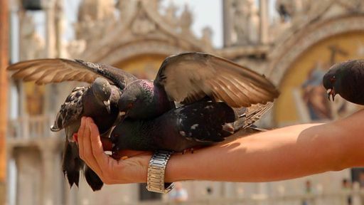 Fotopis po Benetkah - Benetke izlet 9