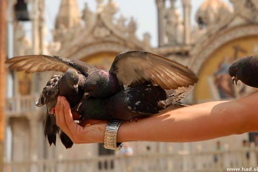 Fotopis po Benetkah - Benetke izlet 9