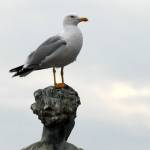 Fotografije januarske Opatije 2