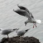 Fotografije januarske Opatije 3