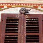 Koper - fotografije detajlov 7