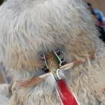 Ptujski karneval - Kurentovanje 1