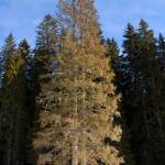 Športni center Pokljuka - smučišče Viševnik - Rudno polje 5