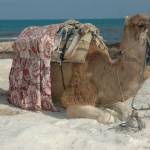 Tunizija - Djerba 6