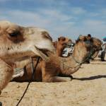 Tunizija - Djerba 13