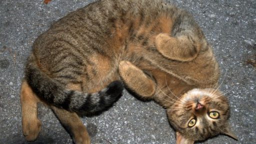 Mačke so mi zelo všeč 3