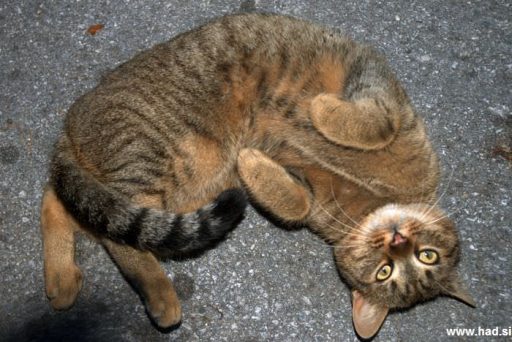 Mačke so mi zelo všeč 3