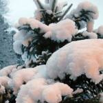 Ni zapadlo pol metra snega 2