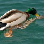 Fotografije nedeljskega seksa ob obali Blejskega jezera 1