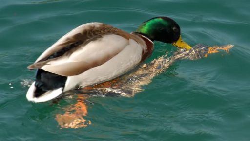 Fotografije nedeljskega seksa ob obali Blejskega jezera 1