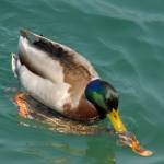 Fotografije nedeljskega seksa ob obali Blejskega jezera 3