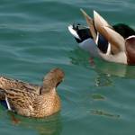 Fotografije nedeljskega seksa ob obali Blejskega jezera 4