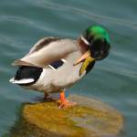 Fotografije nedeljskega seksa ob obali Blejskega jezera 5