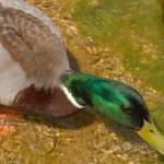 Fotografije nedeljskega seksa ob obali Blejskega jezera 6