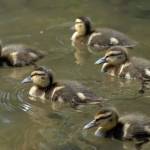 Fotografije nedeljskega seksa ob obali Blejskega jezera 7