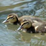 Fotografije nedeljskega seksa ob obali Blejskega jezera 8