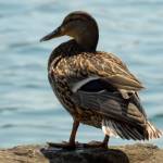 Fotografije nedeljskega seksa ob obali Blejskega jezera 9