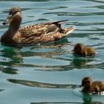 Fotografije nedeljskega seksa ob obali Blejskega jezera 10