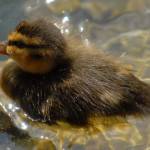 Fotografije nedeljskega seksa ob obali Blejskega jezera 11