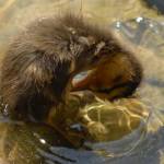 Fotografije nedeljskega seksa ob obali Blejskega jezera 12