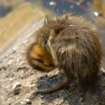 Fotografije nedeljskega seksa ob obali Blejskega jezera 13