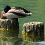 Fotografije nedeljskega seksa ob obali Blejskega jezera 14