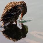 Fotografije nedeljskega seksa ob obali Blejskega jezera 15