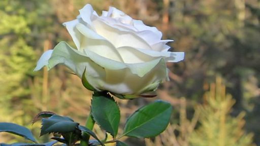 Pomlad prinaša rekreacijo okoli hiše 2