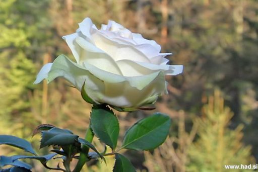 Pomlad prinaša rekreacijo okoli hiše 2