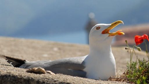 Poziral mi je galeb 7