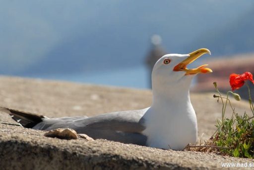 Poziral mi je galeb 7