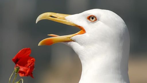 Poziral mi je galeb 8