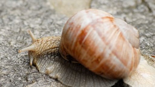 Vinogradniški polž - Helix pomatia 1