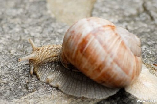 Vinogradniški polž - Helix pomatia 1