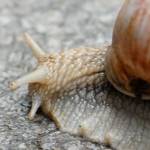 Vinogradniški polž - Helix pomatia 2