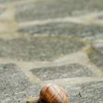 Vinogradniški polž - Helix pomatia 3