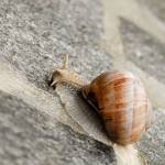 Vinogradniški polž - Helix pomatia 4