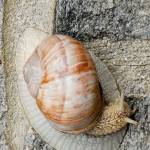 Vinogradniški polž - Helix pomatia 5