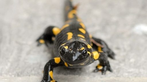 Salamandra salamandra - Močerad 1
