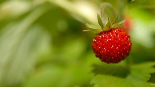 Gozdne jagode rad jem 1