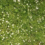 Moja trava ni prava trava 1