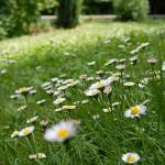 Moja trava ni prava trava 2