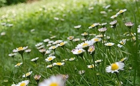 Moja trava ni prava trava 2