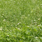 Moja trava ni prava trava 3