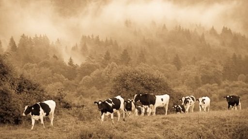 Čustveno stanje mlade krave, druge največje slovenske živali 2