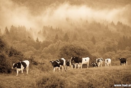 Čustveno stanje mlade krave, druge največje slovenske živali 2