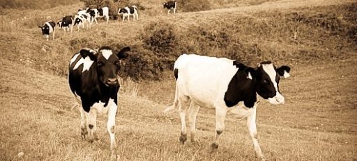 Čustveno stanje mlade krave, druge največje slovenske živali 1