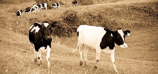 Čustveno stanje mlade krave, druge največje slovenske živali 1