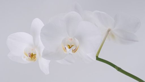 Prvo fotografiranje s studijskimi bliskavicami 7